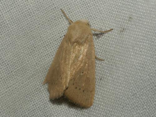 Mythimna sicula